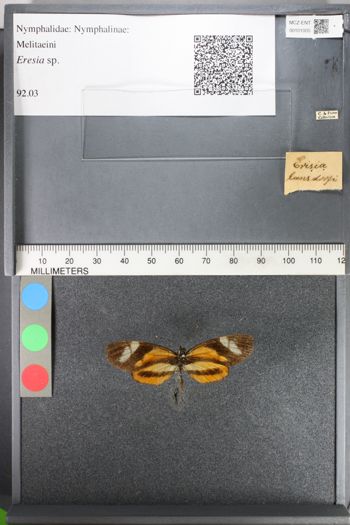 Media type: image;   Entomology 101005